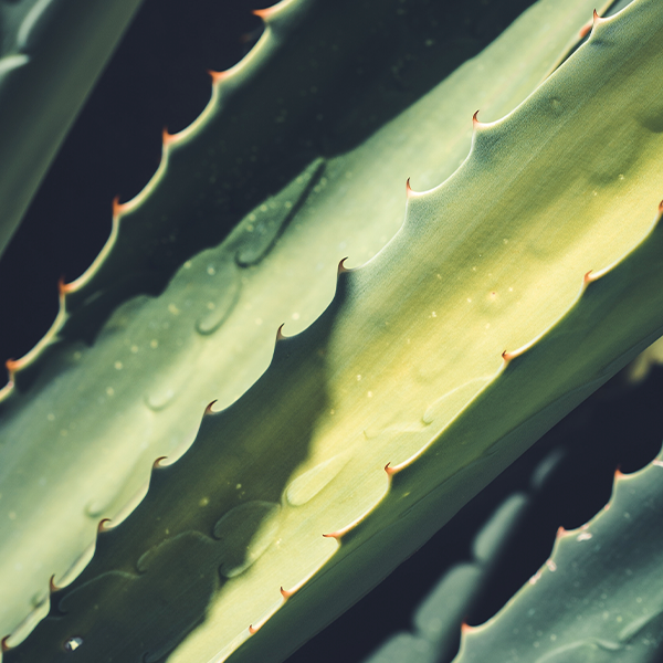 Comprar aloe vera con respaldo y claridad