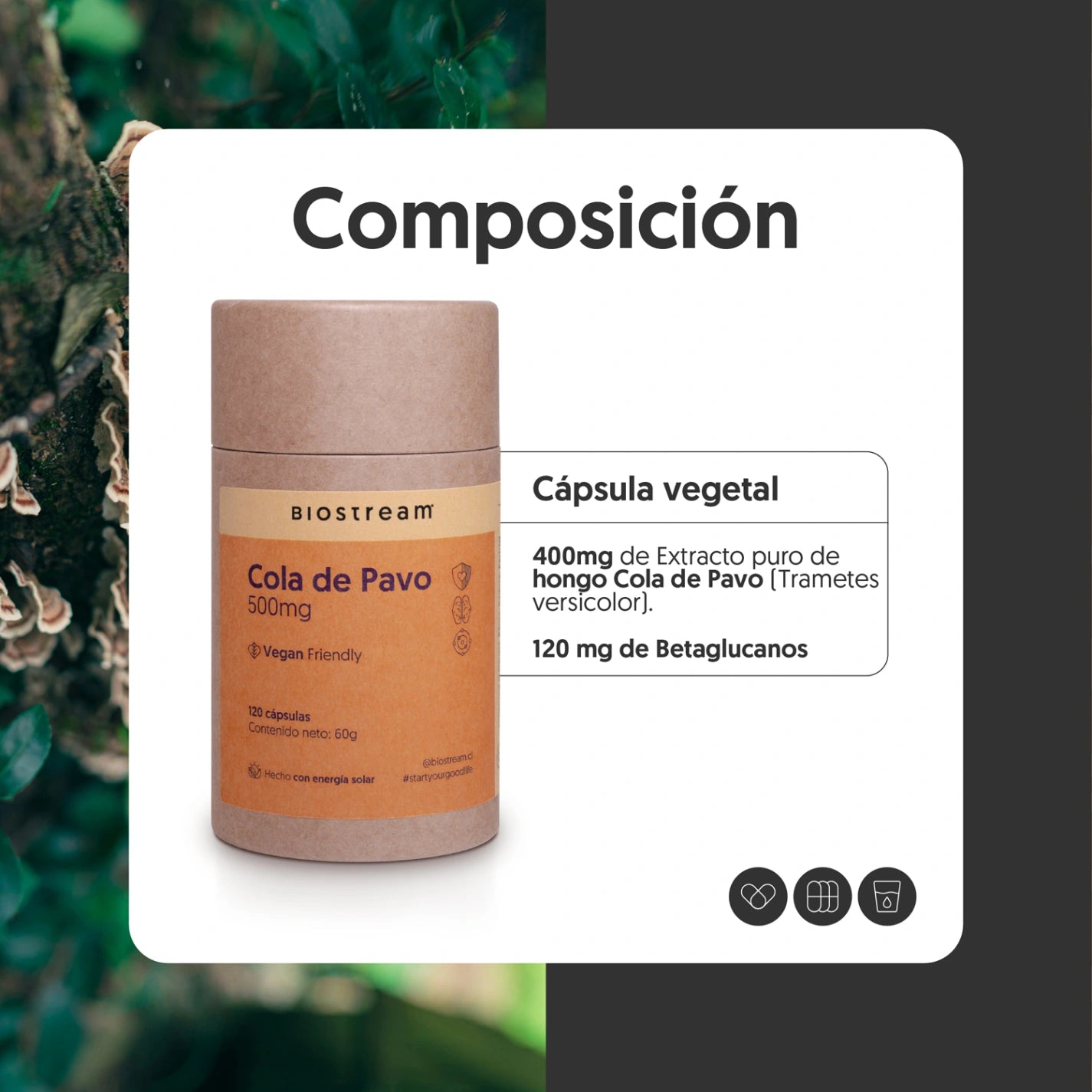Hongo Cola de Pavo 500mg 120 Cápsulas Vegano