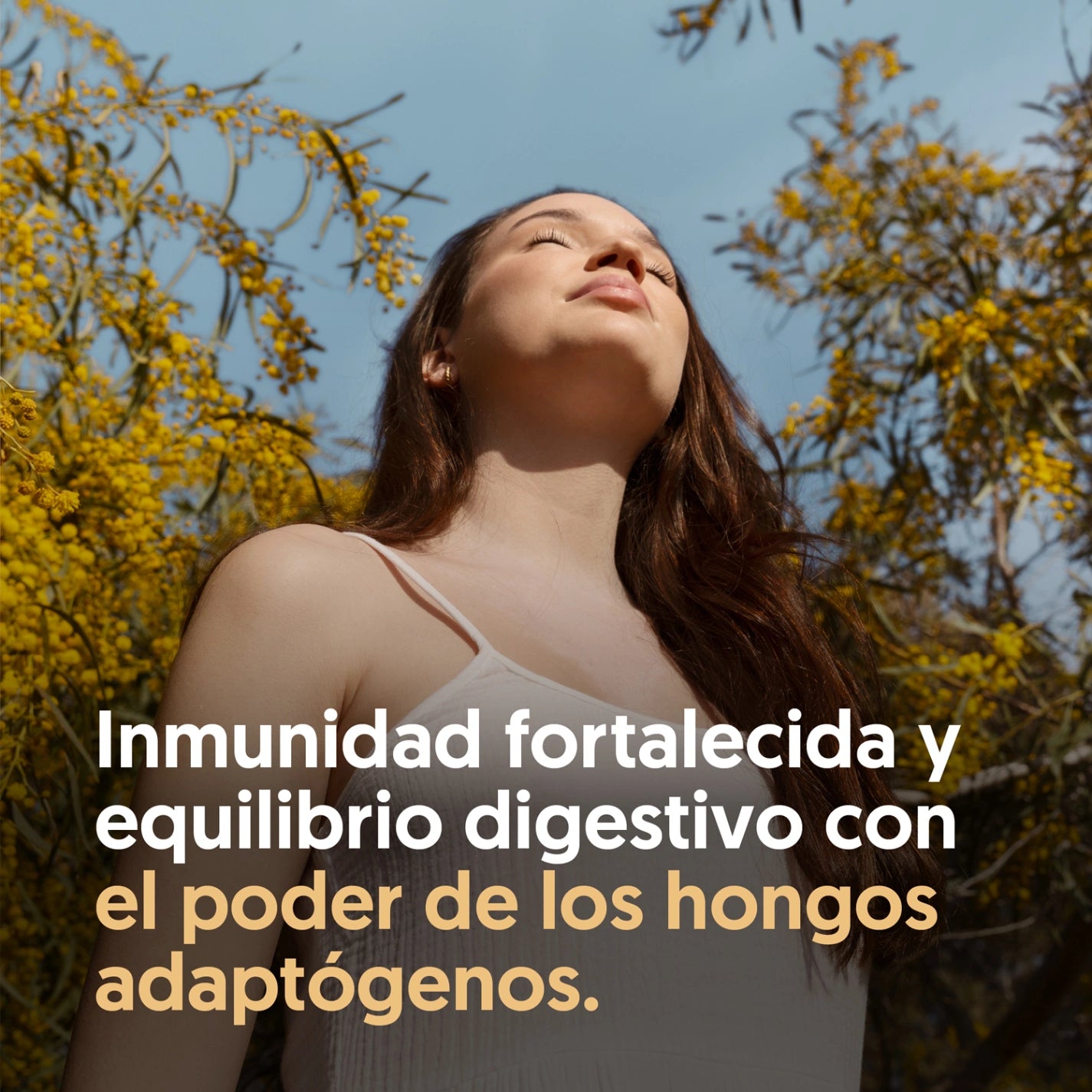 Hongo Cola de Pavo 500mg 120 Cápsulas Vegano