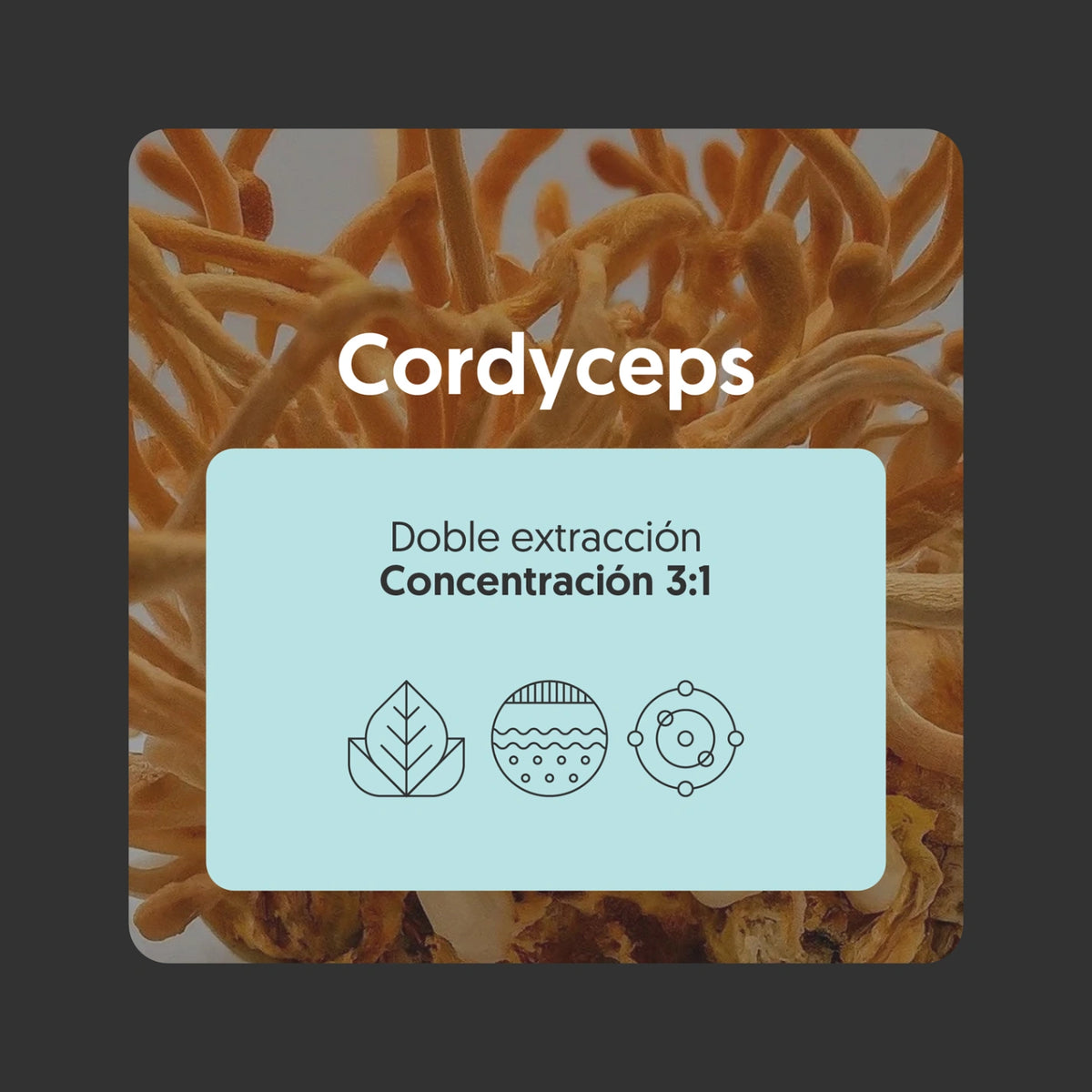 Hongo Cordyceps 400mg 120 Capsulas Vegano