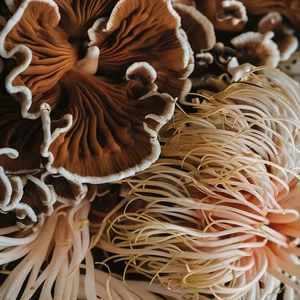 Hongos que ayudan a tu cuerpo a adaptarse